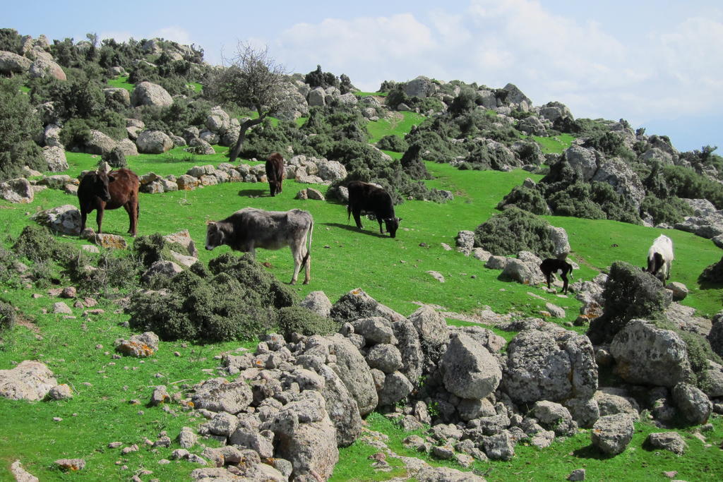 Affittacamere Alterna Koey Evi Ayvacik Esterno foto