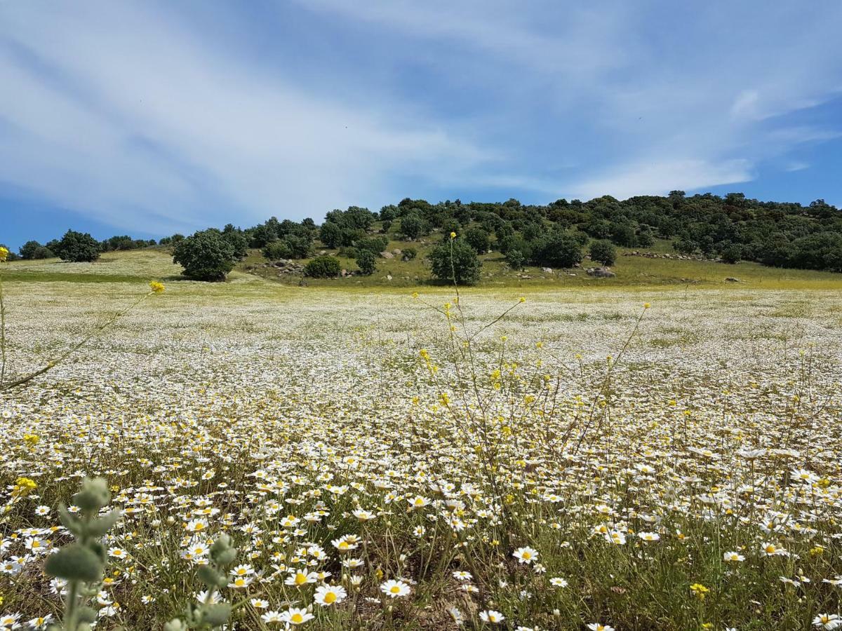 Affittacamere Alterna Koey Evi Ayvacik Esterno foto