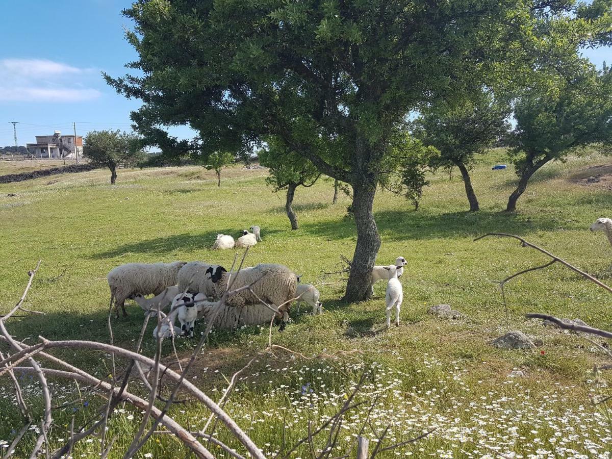 Affittacamere Alterna Koey Evi Ayvacik Esterno foto