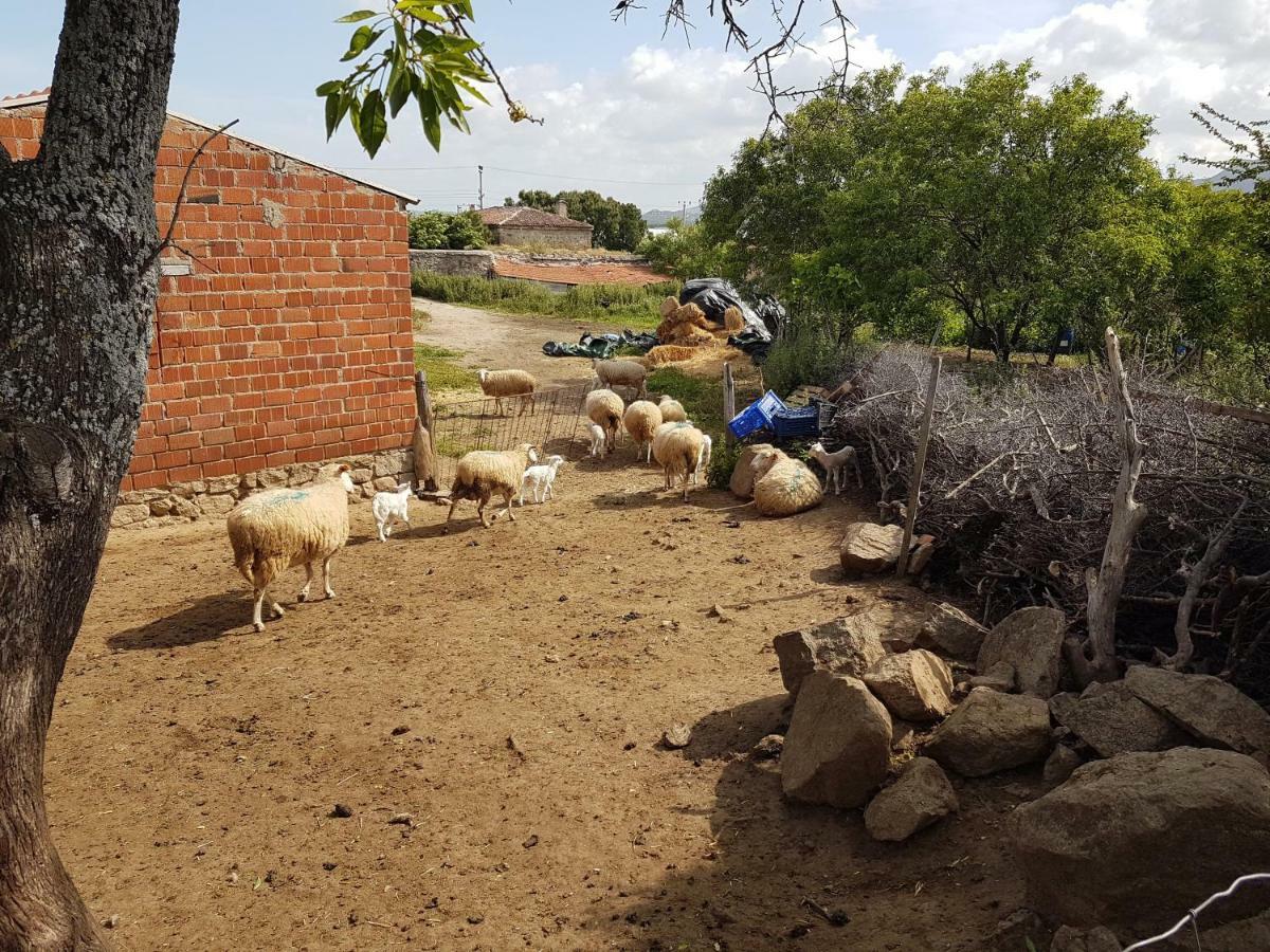 Affittacamere Alterna Koey Evi Ayvacik Esterno foto