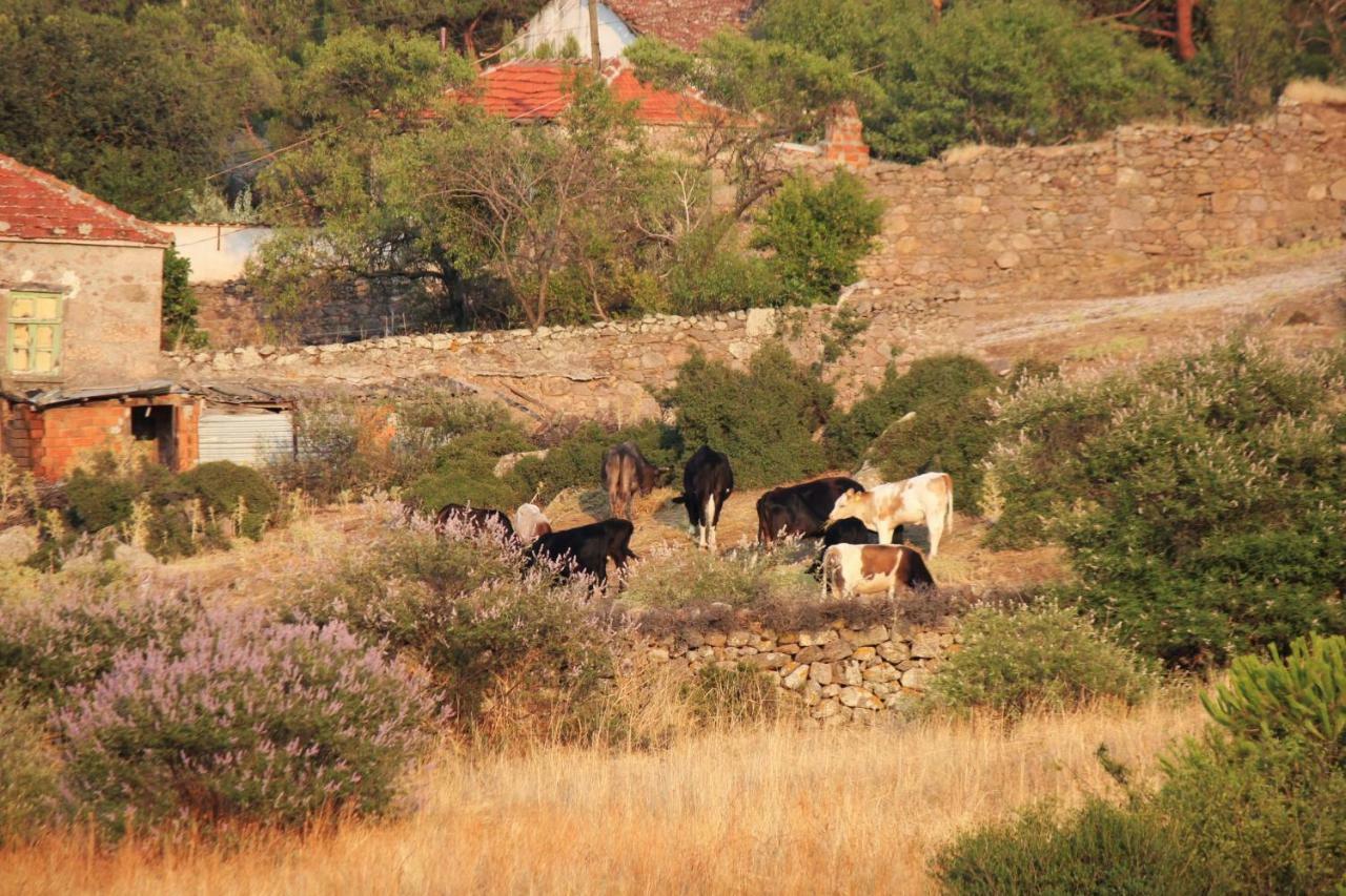 Affittacamere Alterna Koey Evi Ayvacik Esterno foto